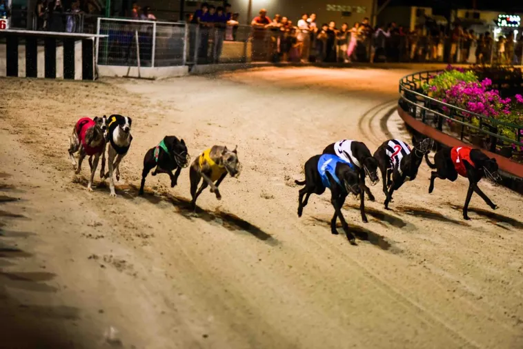 Chinh Phục Game Đua Chó Good88 Chiến Thắng Trong Tầm Tay Bạn