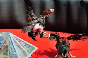 Bí Kíp Chơi Đá Gà Sabong Good88 Chinh Phục Mọi Kèo Cược Lớn